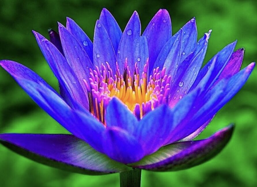 The Mystical Powers of Blue Lotus: Unveiling Its Benefits